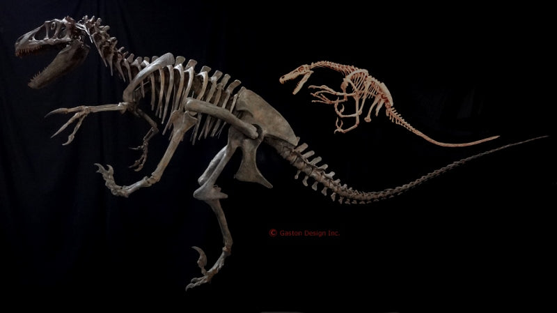 New Utahraptor Skeleton Replica - dinosaursrocksuperstore