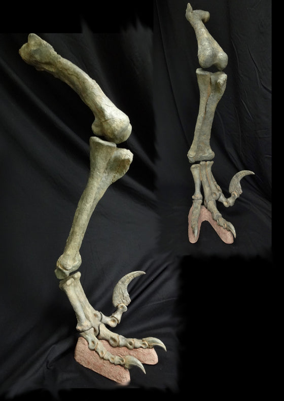 Utahraptor Leg Replica with armature - dinosaursrocksuperstore