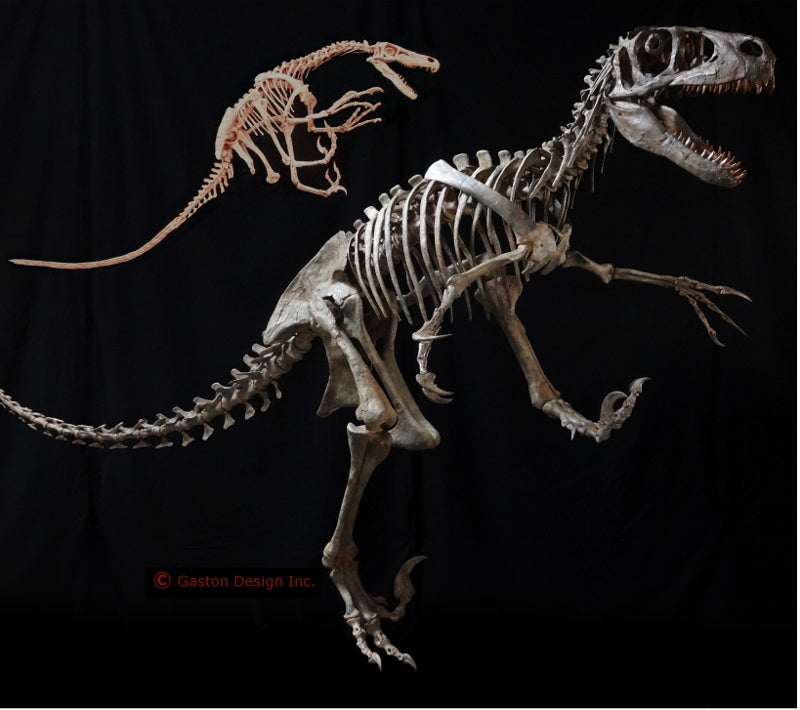 New Utahraptor Skeleton Replica - dinosaursrocksuperstore