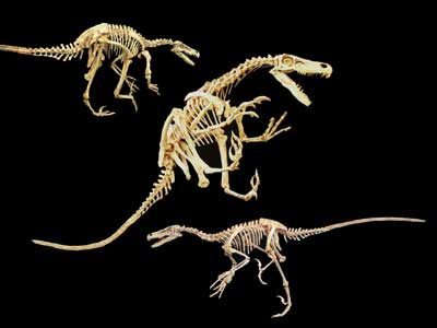 Velociraptor Skeleton Replica - dinosaursrocksuperstore