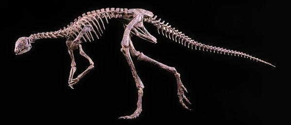 Othnielia Skeleton Replica - dinosaursrocksuperstore