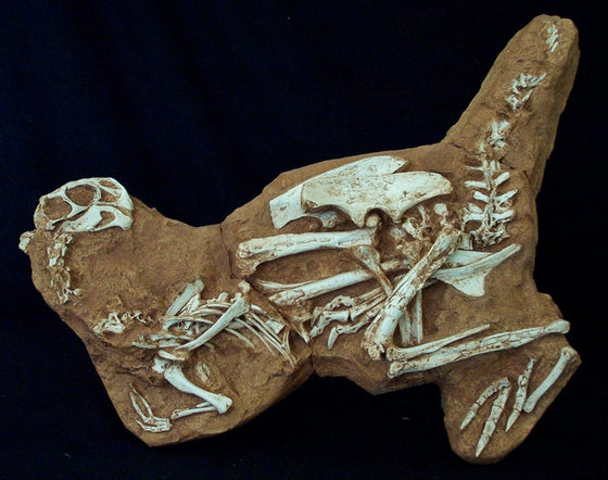 Conchoraptor Juvenile Skeleton Replica in 2-D Matrix Block - dinosaursrocksuperstore