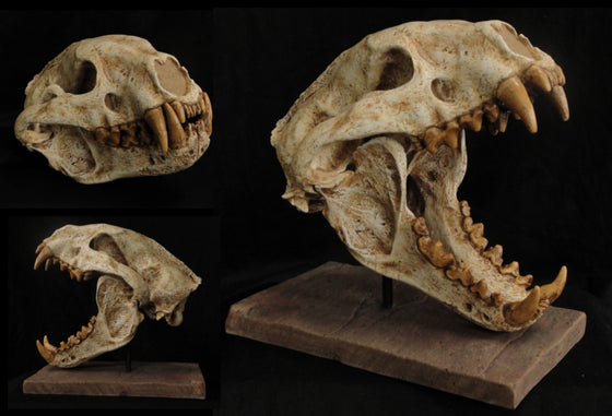 Wolverine-like Mammal Skull Replica - dinosaursrocksuperstore