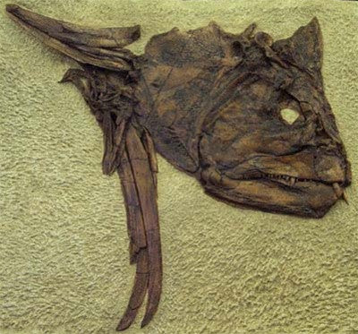 Xiphactinus Fish Fossil Replica - dinosaursrocksuperstore