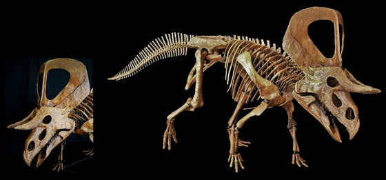 ﻿﻿Zuniceratops Skeleton Replica - dinosaursrocksuperstore