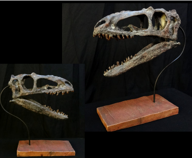 Suskityrannus hazelae Skull Replica with base - dinosaursrocksuperstore